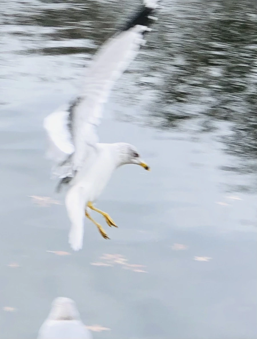 IMG_8625.jpg?type=w966