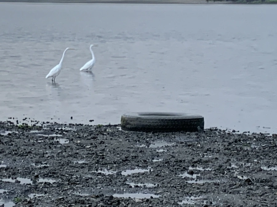 IMG_8152.jpg?type=w966