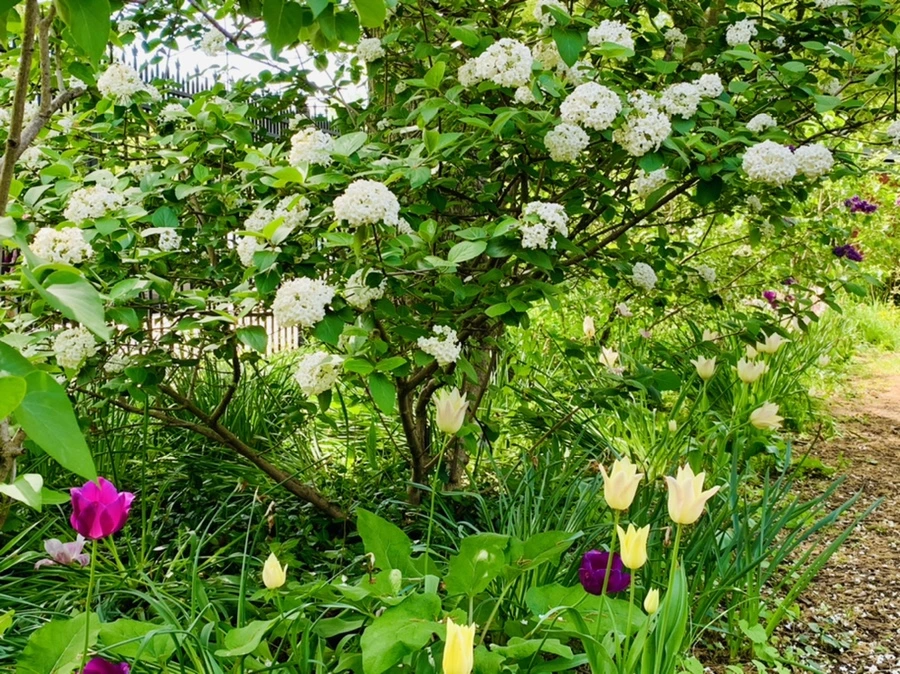 IMG_1137.jpg?type=w966