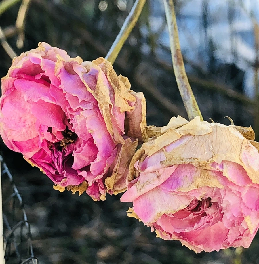 IMG_1183.jpg?type=w966