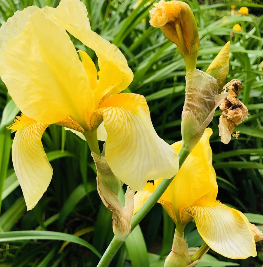 IMG_7577.jpg?type=w966