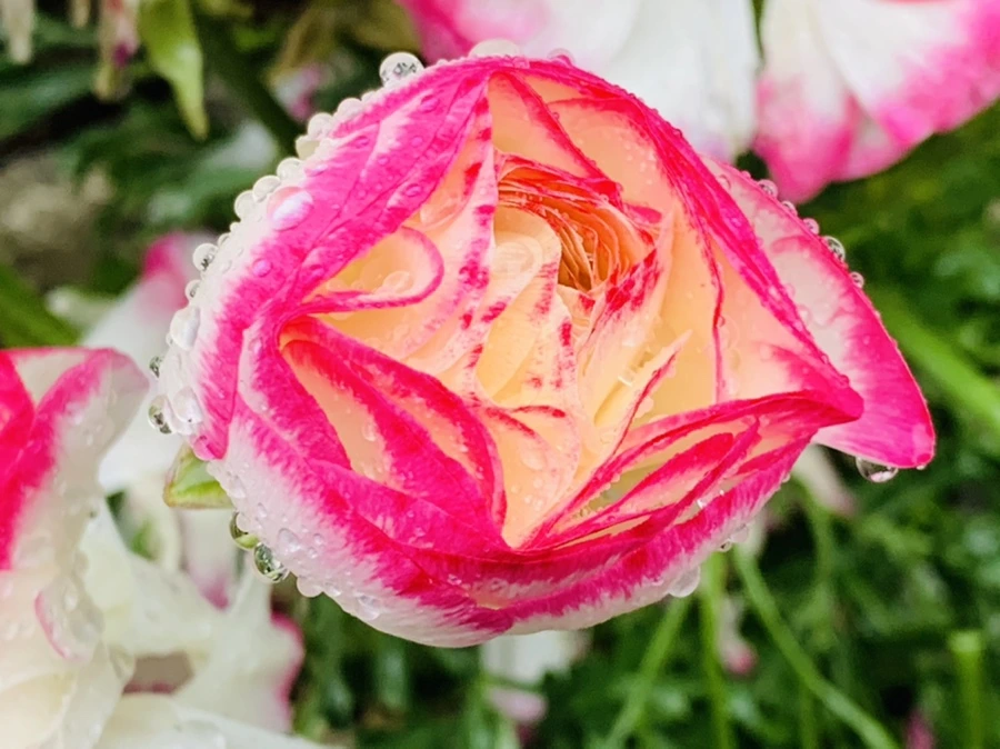 IMG_9432.jpg?type=w966