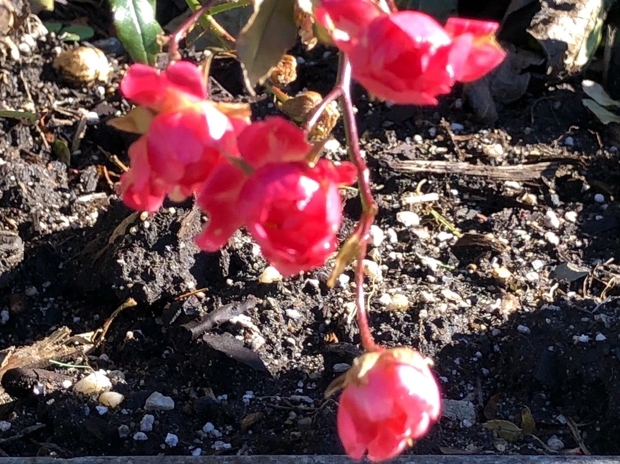 IMG_9803.jpg?type=w966