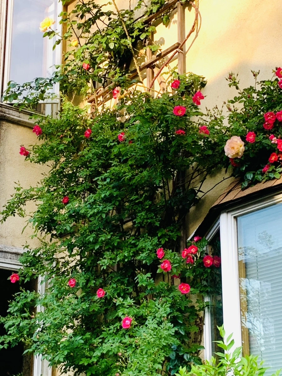 IMG_4503.jpg?type=w966