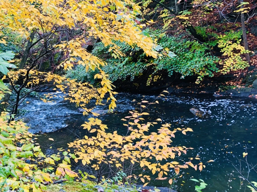 IMG_2277.jpg?type=w966