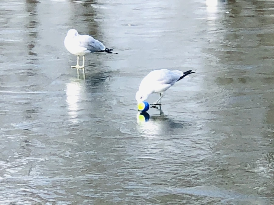 IMG_4681.jpg?type=w966