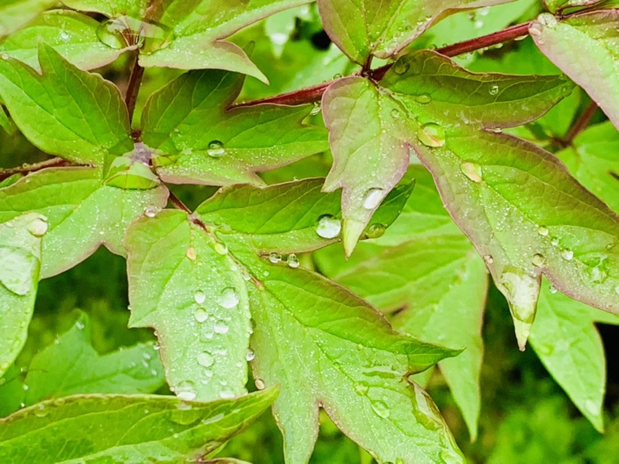 IMG_9404.jpg?type=w966