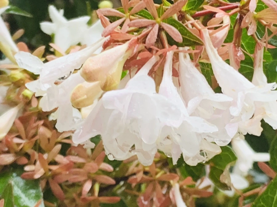 IMG_3854.jpg?type=w966