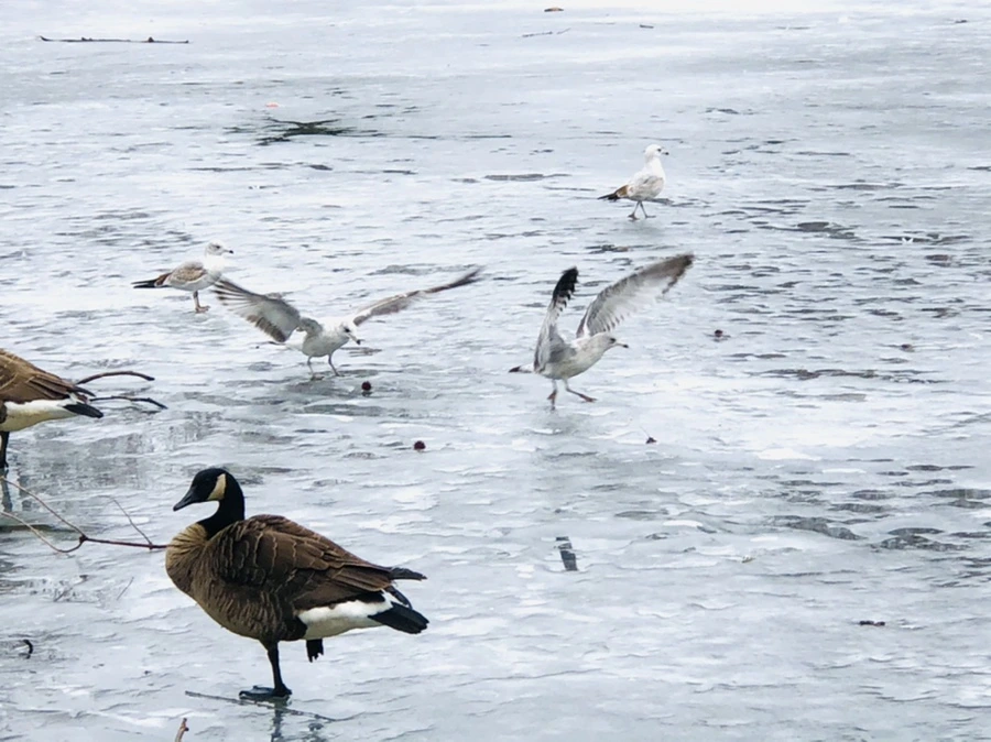 IMG_6184.jpg?type=w966