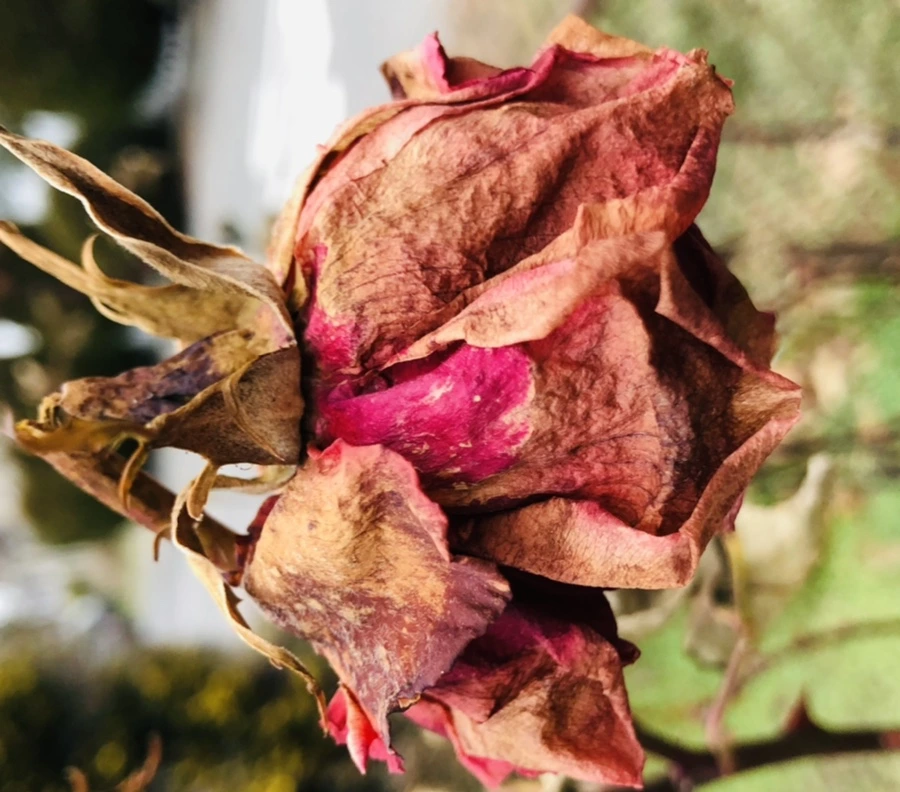 IMG_2356.jpg?type=w966