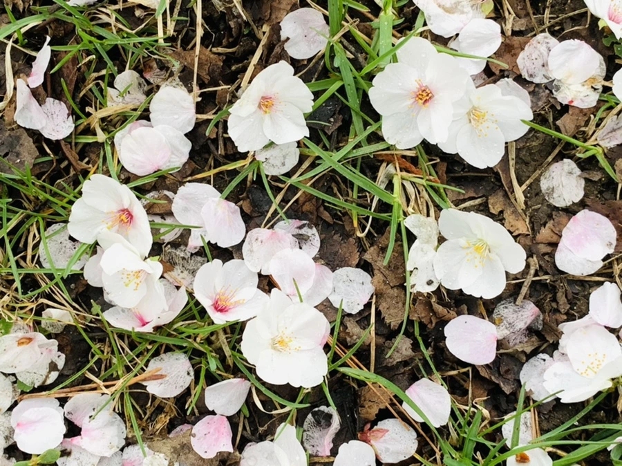 IMG_1314.jpg?type=w966