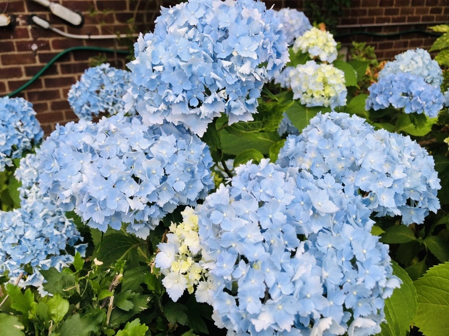 IMG_0405.jpg?type=w966