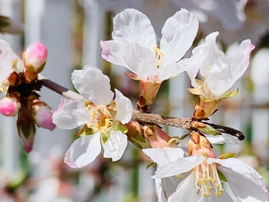 IMG_8041.jpg?type=w966