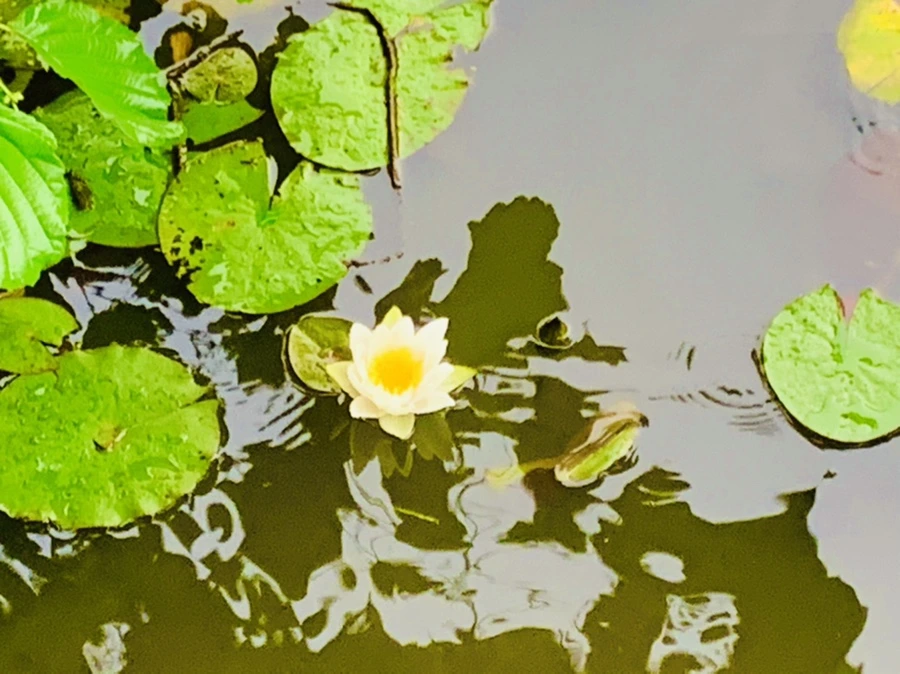 IMG_8339.jpg?type=w966