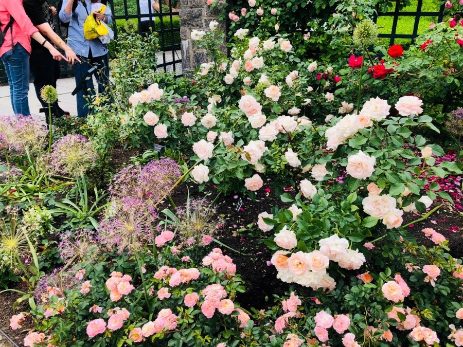 IMG_7221.jpg?type=w966