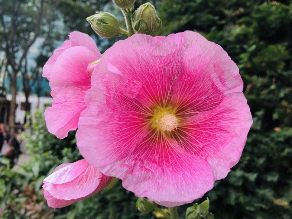 IMG_7100.jpg?type=w966