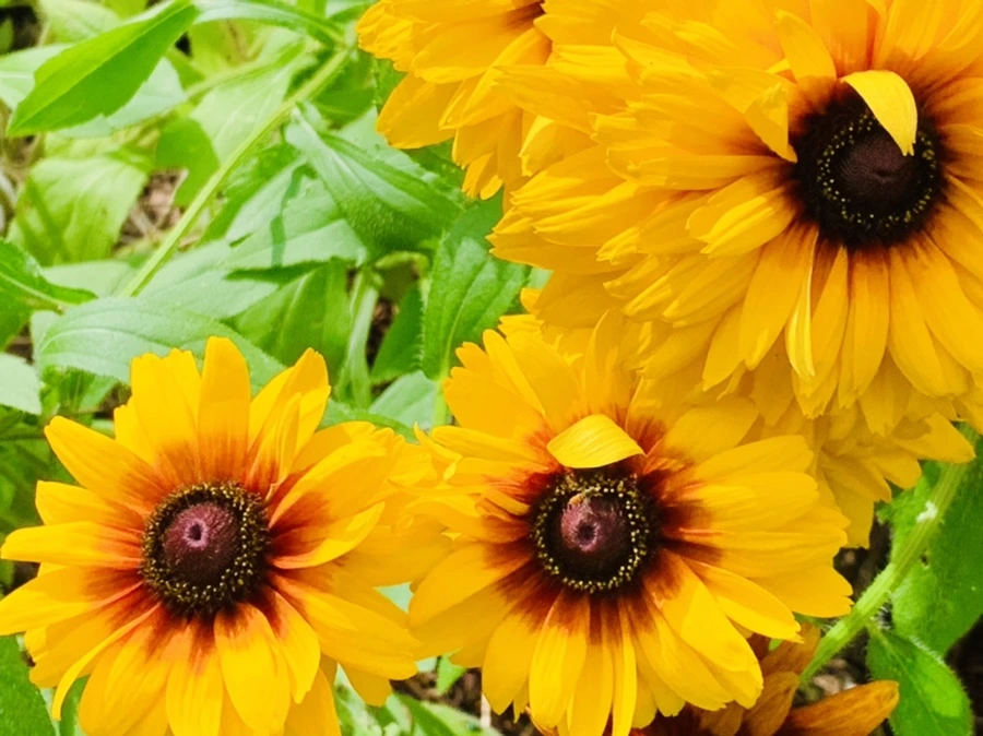 IMG_0560.jpg?type=w966