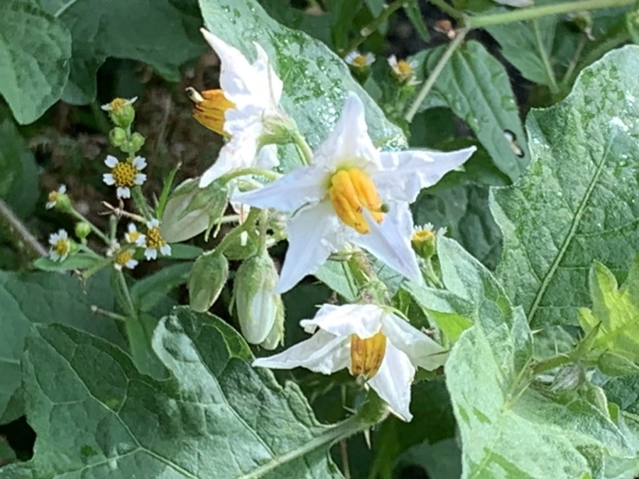 IMG_8964.jpg?type=w966