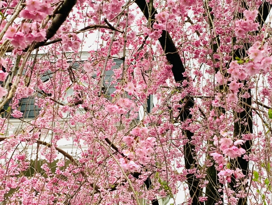 IMG_0825.jpg?type=w966