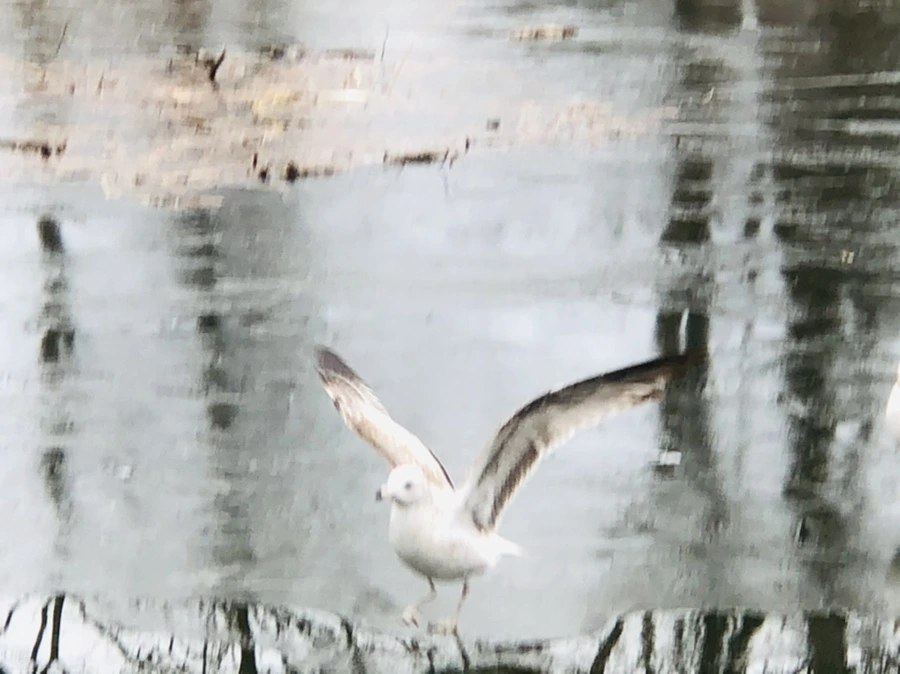 IMG_8984.jpg?type=w966