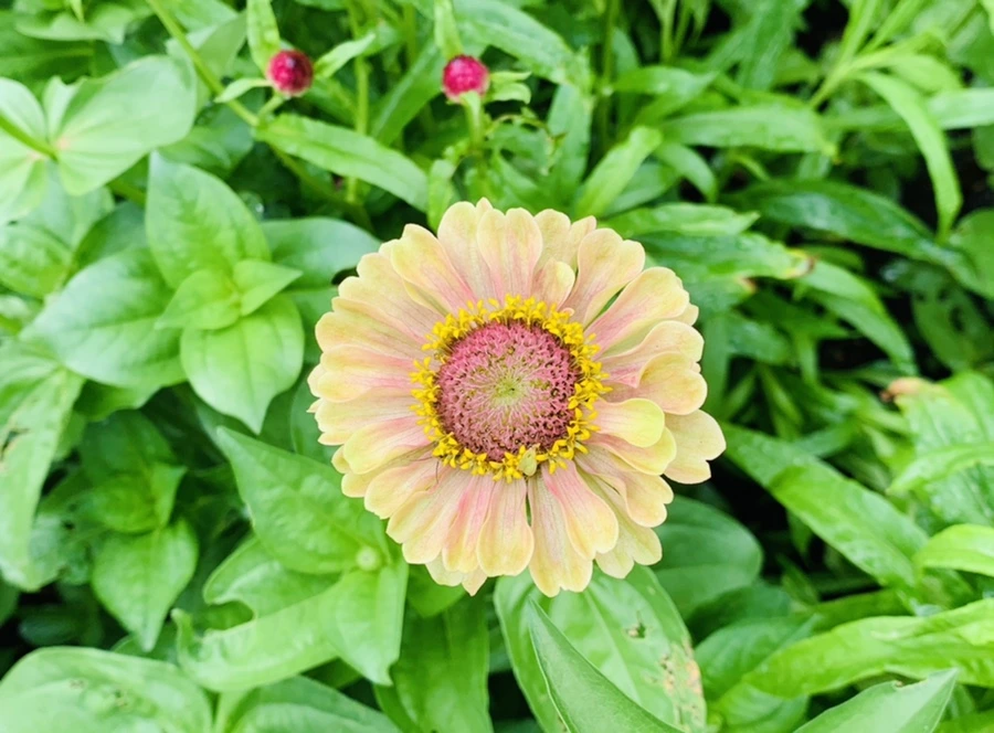 IMG_9551.jpg?type=w966