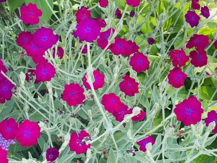 IMG_3992.jpg?type=w966