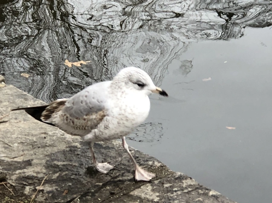 IMG_6459.jpg?type=w966