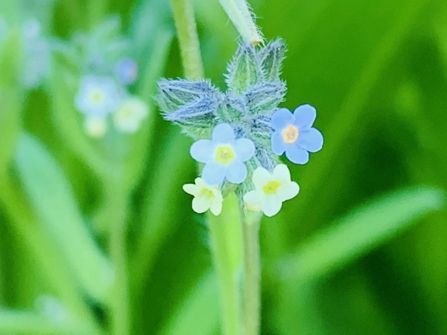 IMG_8262.jpg?type=w966