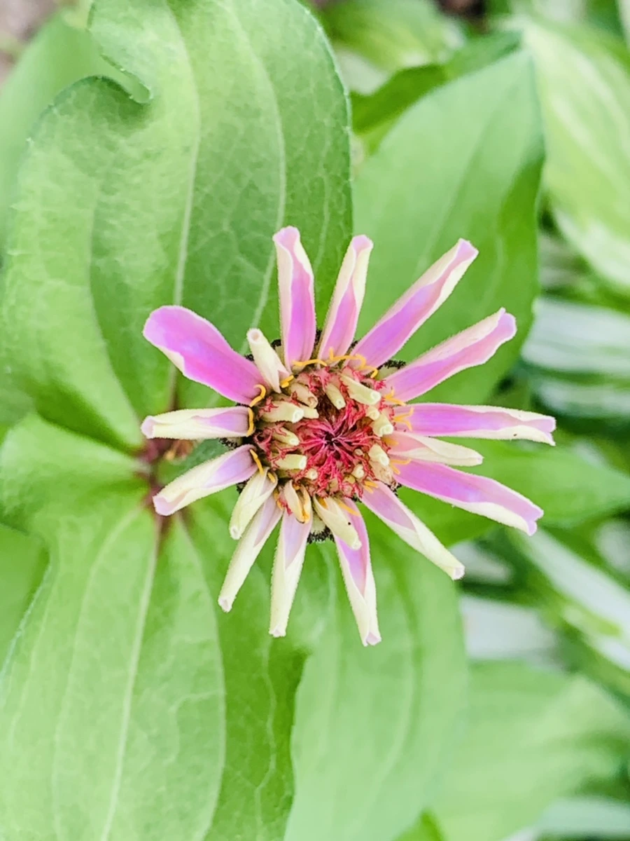 IMG_5727.jpg?type=w966