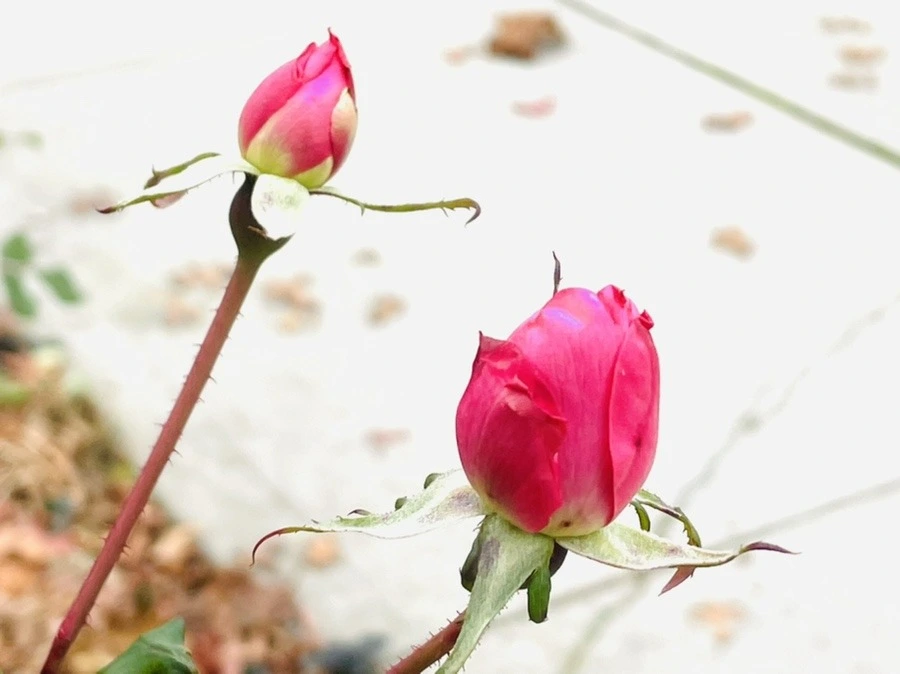 HRuTZfxCdLCfbhuXvSButl7IWNs