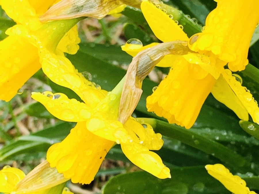 IMG_3716.jpg?type=w966