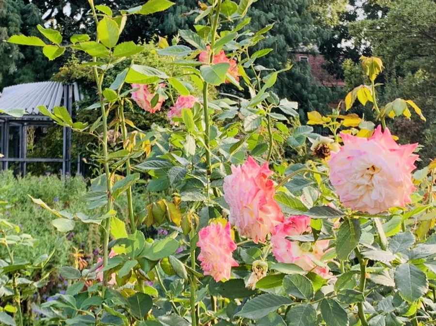 IMG_1207.jpg?type=w966