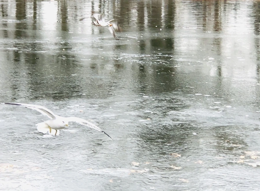 IMG_8477.jpg?type=w966