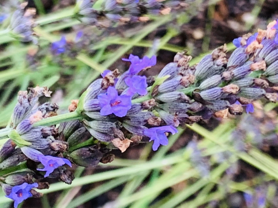 IMG_1071.jpg?type=w966