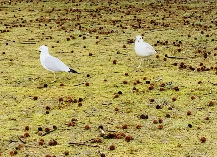 IMG_2073.jpg?type=w966