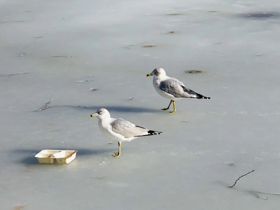 IMG_0343.jpg?type=w966