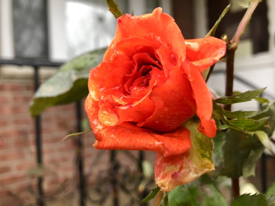 IMG_8098.jpg?type=w966