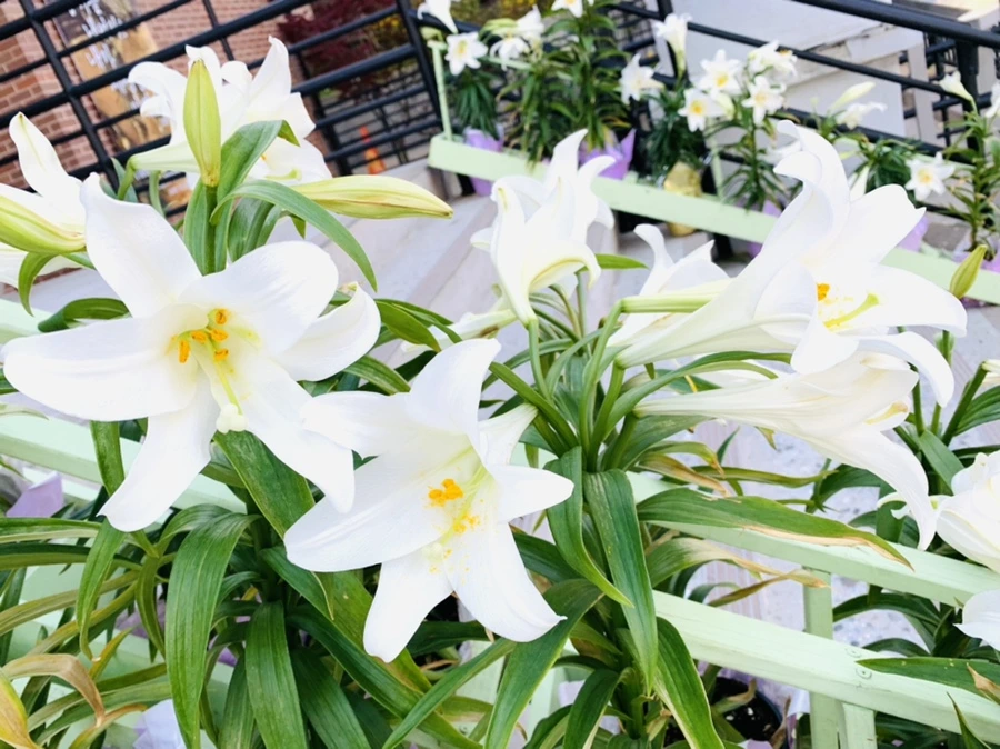 IMG_4953.jpg?type=w966