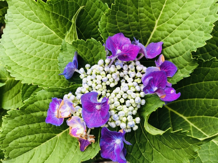 IMG_7749.jpg?type=w966