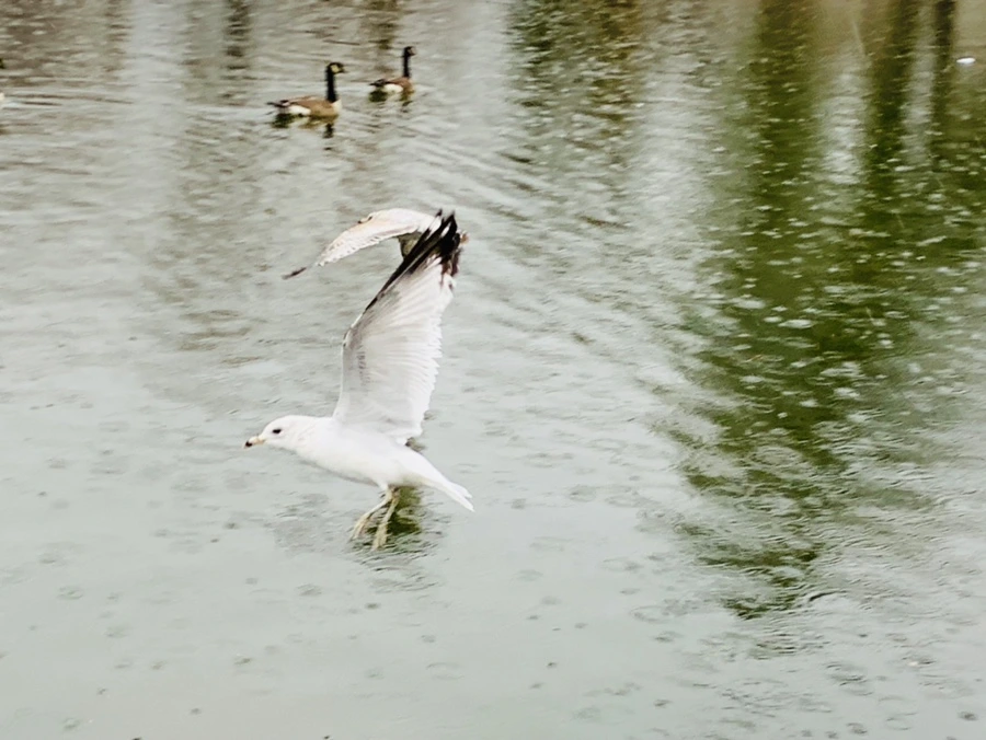 IMG_2129.jpg?type=w966