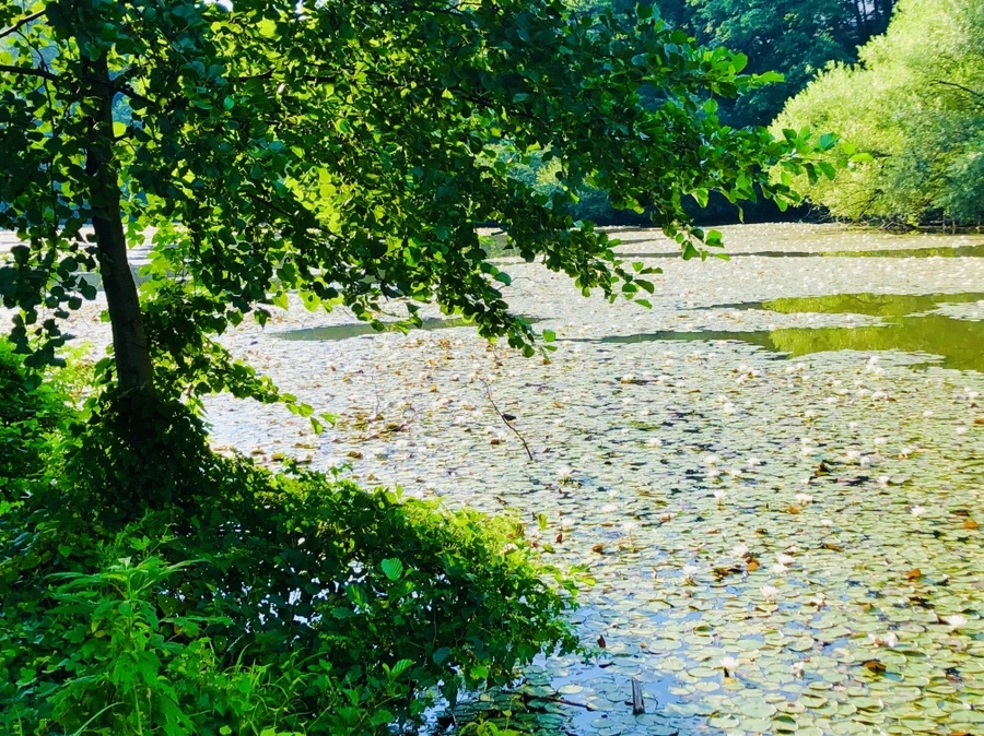 IMG_4892.jpg?type=w966