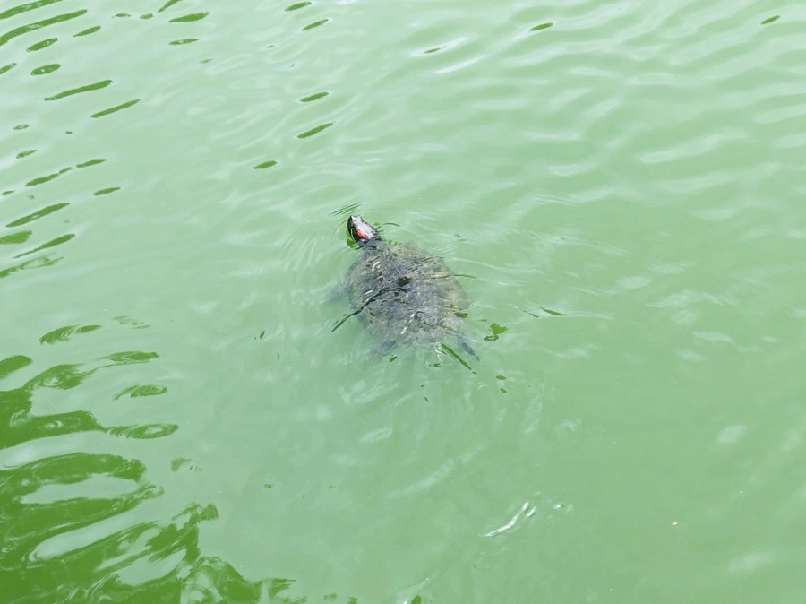 IMG_9619.jpg?type=w966