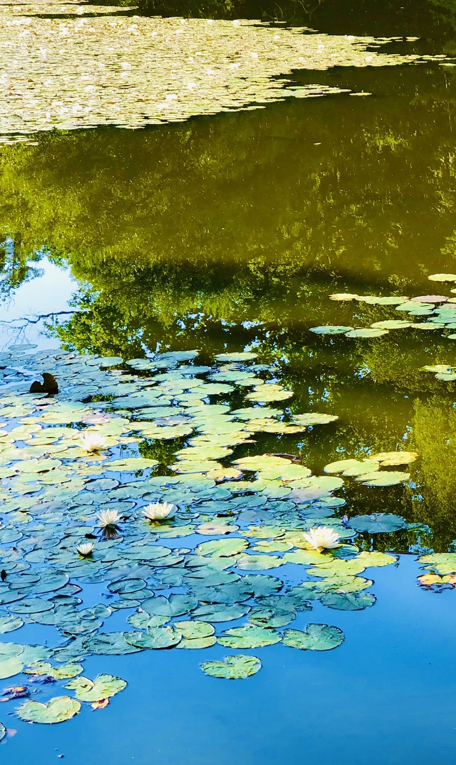 IMG_3899.jpg?type=w966