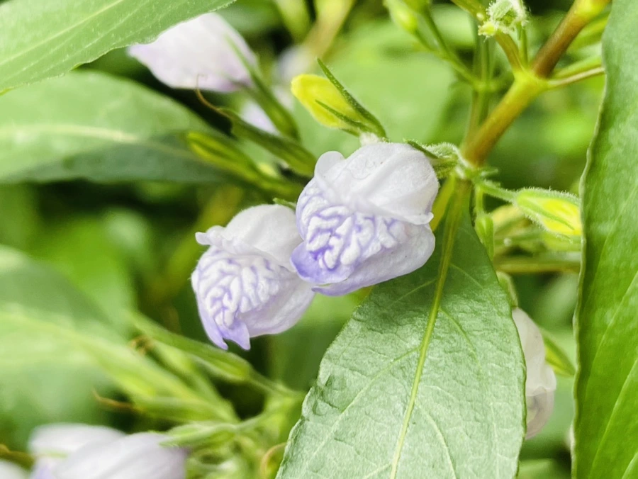 IMG_5203.jpg?type=w966