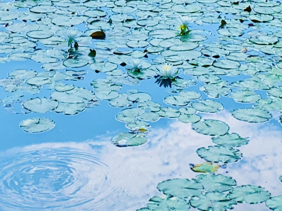 IMG_1547.jpg?type=w966