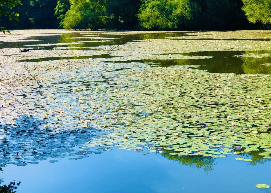 IMG_3947.jpg?type=w966