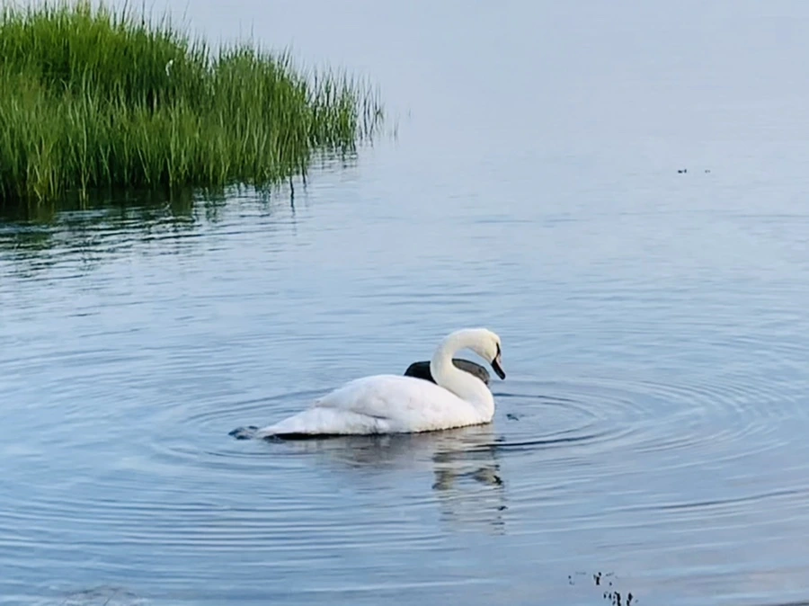 IMG_1400.jpg?type=w966