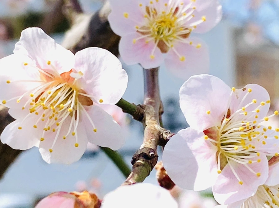 IMG_1047.jpg?type=w966