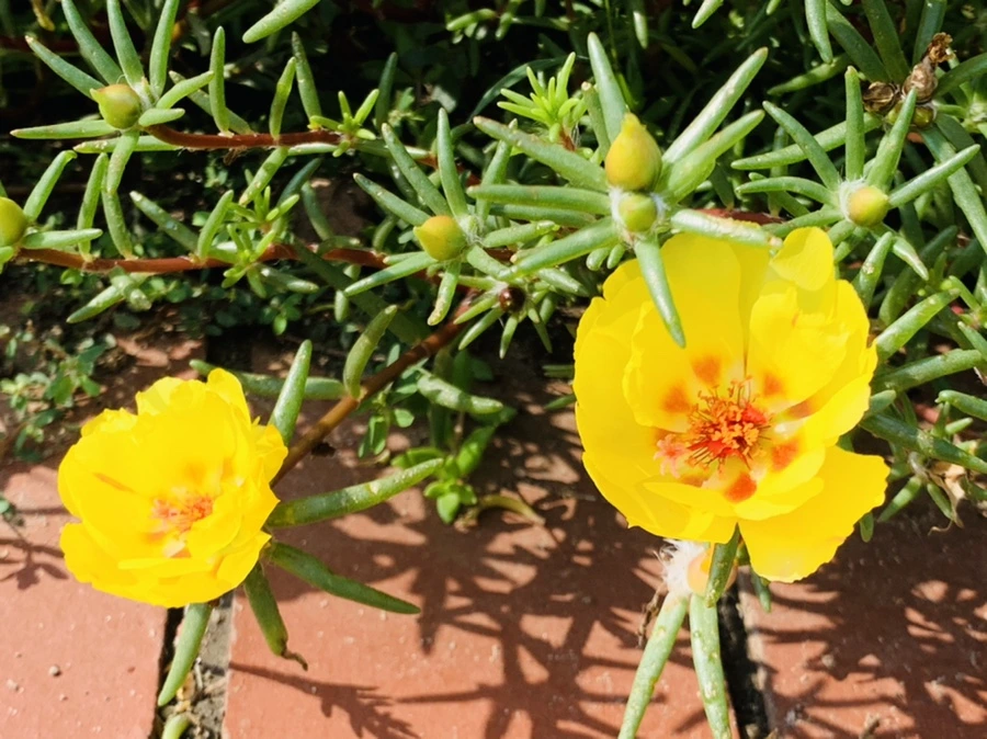 IMG_6674.jpg?type=w966