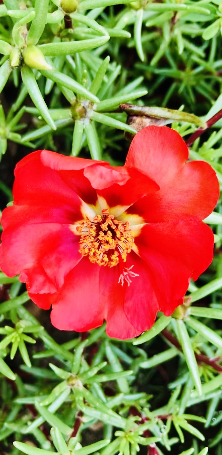 IMG_1273.jpg?type=w966